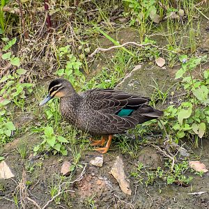 Pacific Black Duck