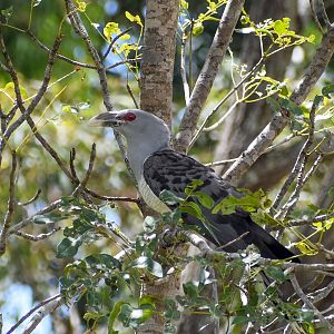 Channel-billed Cuckoo