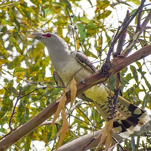 Channel-billed Cuckoo