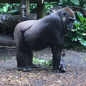 Female Gorilla (30/09/2022)