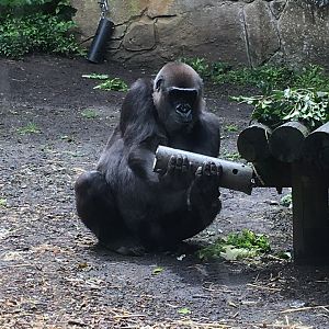 Gorilla feeding (30/09/22)
