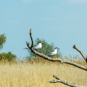 Common tern (Sterna hirundo) - Danube Delta