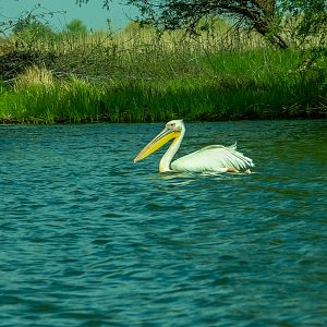 Great white pelican (Pelecanus onocrotalus) - Danube Delta