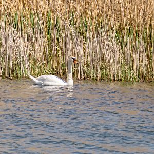 Mute swan (Cygnus olor) - Danube Delta