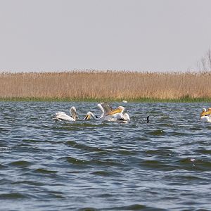 Greater White Pelican (Pelecanus onocrotalus), Dalmatian pelican (Pelecanus crispus) & Great cormorant (Phalacrocorax carbo) - Danube Delta
