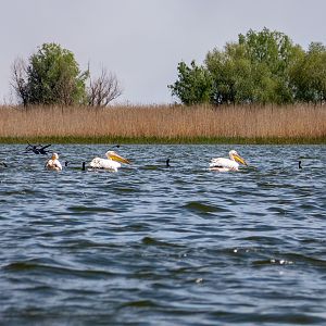 Greater White Pelican (Pelecanus onocrotalus) & Great cormorant (Phalacrocorax carbo) - Danube Delta