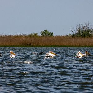 Greater White Pelican (Pelecanus onocrotalus) & Great cormorant (Phalacrocorax carbo) - Danube Delta