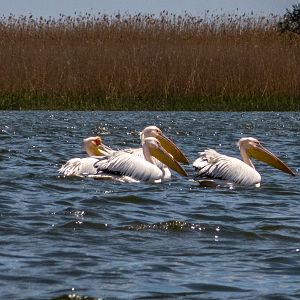 Greater White Pelican (Pelecanus onocrotalus) & Great cormorant (Phalacrocorax carbo) - Danube Delta