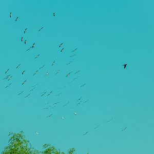 Greater White Pelican (Pelecanus onocrotalus) - Danube Delta