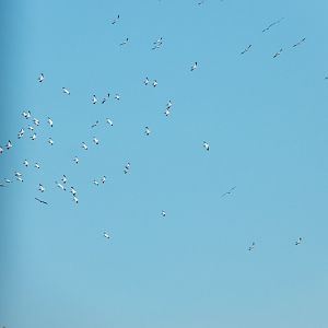Greater White Pelican (Pelecanus onocrotalus) - Danube Delta