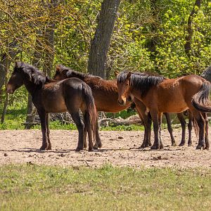 feral horses at Latea forest in the Danube Delta