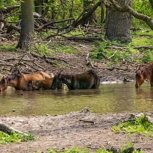 feral horses at Latea forest in the Danube Delta