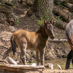 feral horses at Latea forest in the Danube Delta