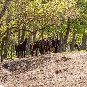 feral horses at Latea forest in the Danube Delta