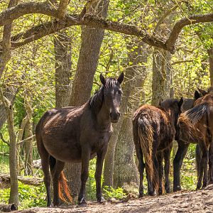 feral horses at Latea forest in the Danube Delta