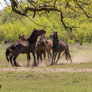 feral horses at Latea forest in the Danube Delta