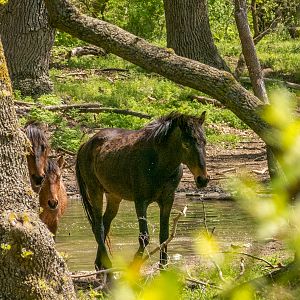 feral horses at Latea forest in the Danube Delta