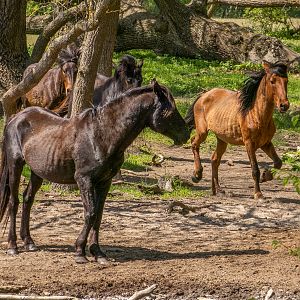 feral horses at Latea forest in the Danube Delta