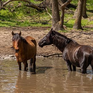 feral horses at Latea forest in the Danube Delta