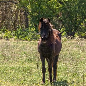 feral horses at Latea forest in the Danube Delta