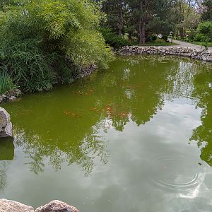 Koi and gold fish at a pond in the botanical garden