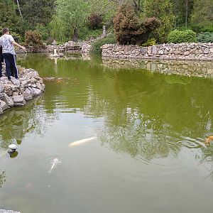 Koi and gold fish at a pond in the botanical garden
