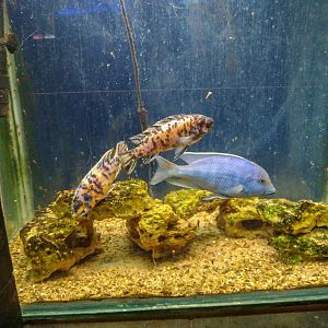 tank of Sciaenochromis fryeri