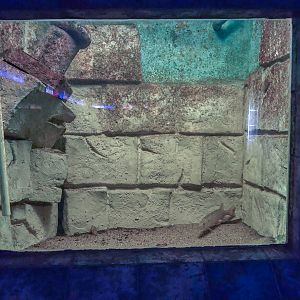 tank of Northern pike