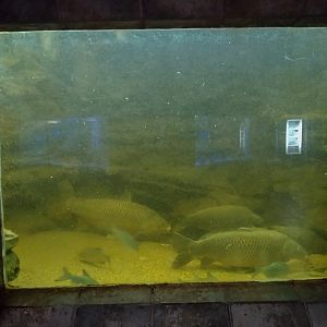 tank of Cyprinus