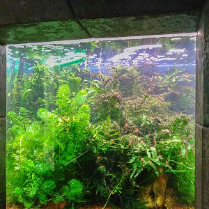 tank of Danio margaritatus