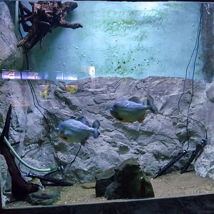 tank of piranha