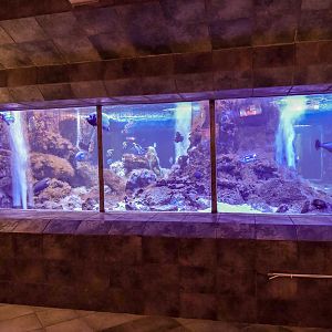reef tank