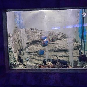 tank of Scalar and Serrasalmidae