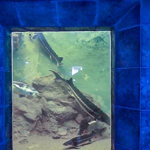 tank of sturgeons