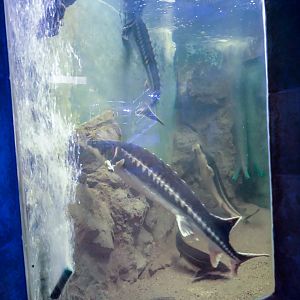 tank of sturgeons