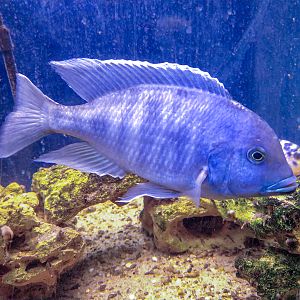 Sciaenochromis fryeri