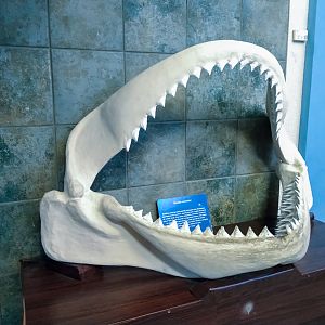 megalodon
