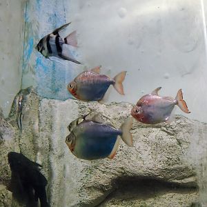 Serrasalmidae and Scalar