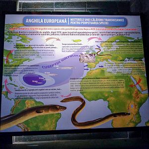sign about eels