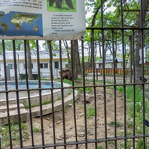 enclosure of brown bears