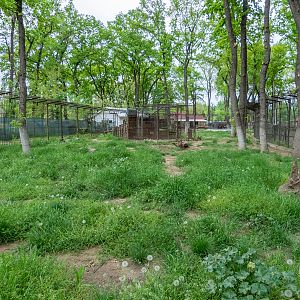 enclosure of brown bears