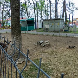 enclosure of barbary sheep and European fallow deer