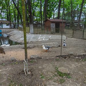 enclosure of fowl