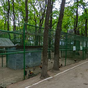 enclosure of chicken