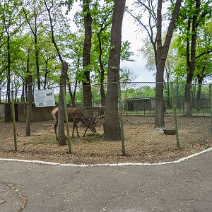 enclosure of Red deer