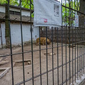 Enclosure of lion No 1