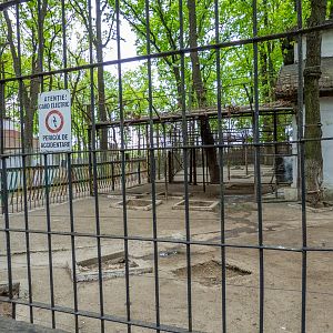 Enclosure of lion No 1