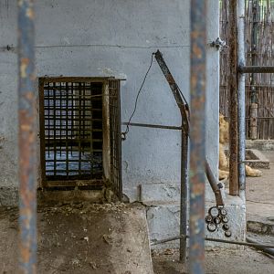 gate of Enclosure of lion No 1