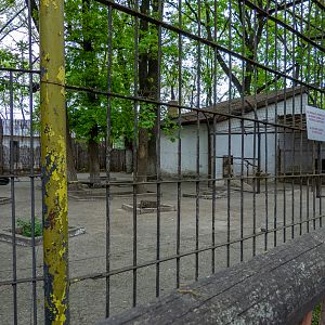 Enclosure of lion No 2