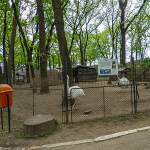 enclosure of greater rhea